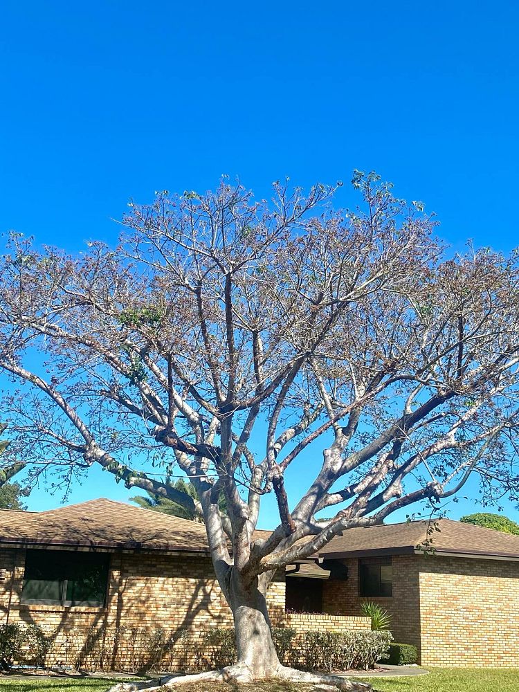 bursera-simaruba-gumbo-limbo