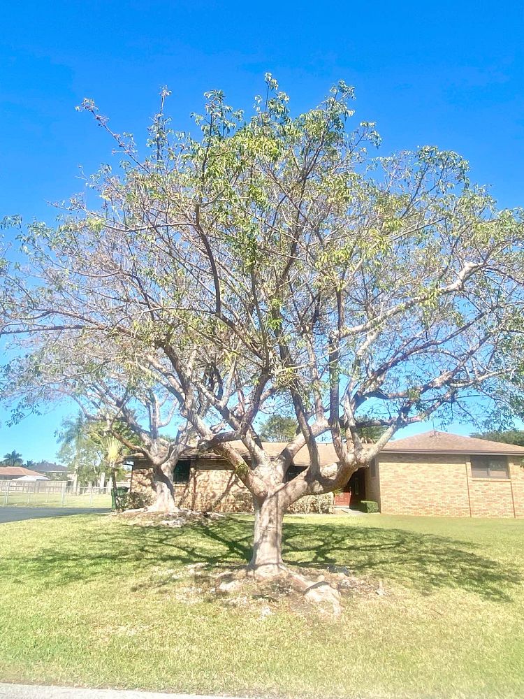 bursera-simaruba-gumbo-limbo