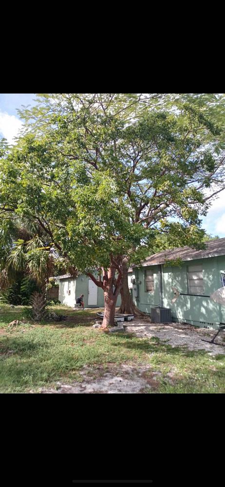 bursera-simaruba-gumbo-limbo