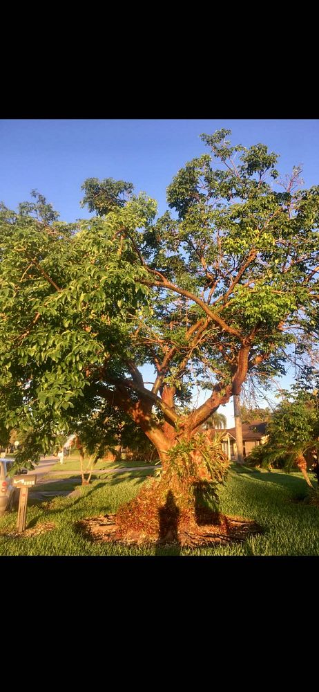 bursera-simaruba-gumbo-limbo