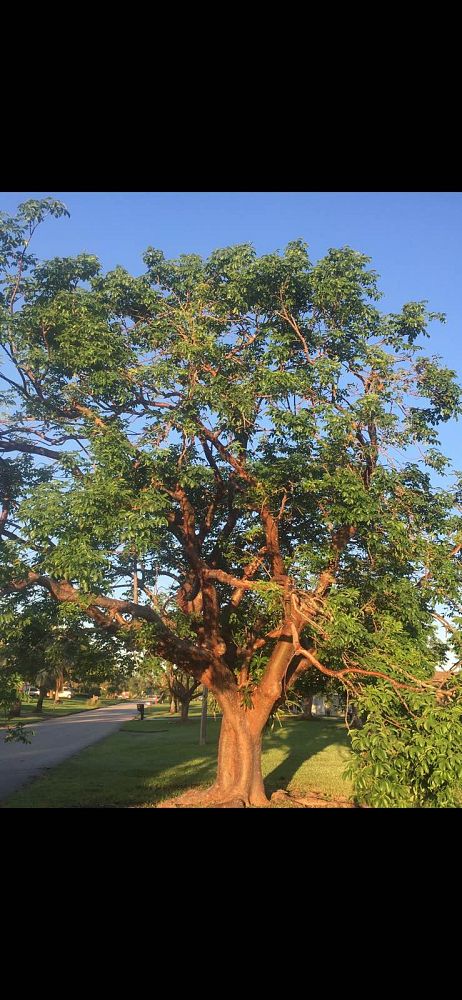bursera-simaruba-gumbo-limbo
