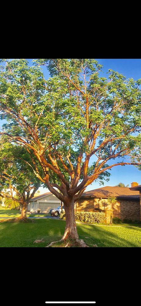 bursera-simaruba-gumbo-limbo