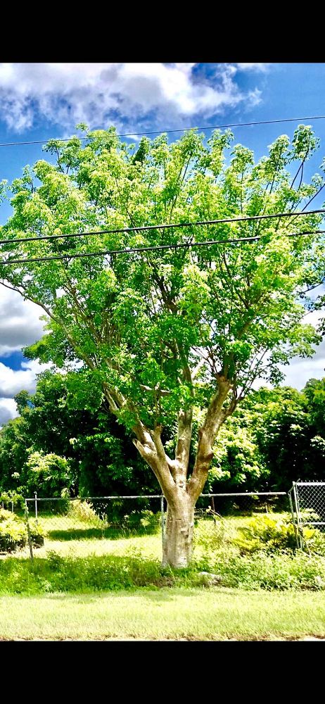 bursera-simaruba-gumbo-limbo