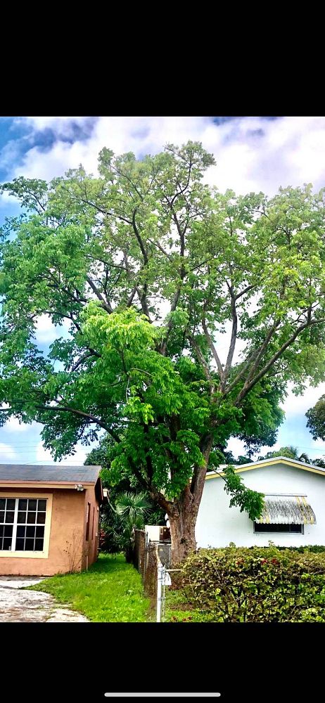 bursera-simaruba-gumbo-limbo