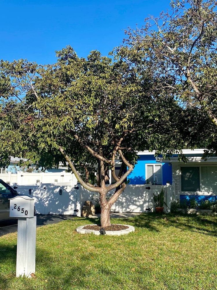 bursera-simaruba-gumbo-limbo