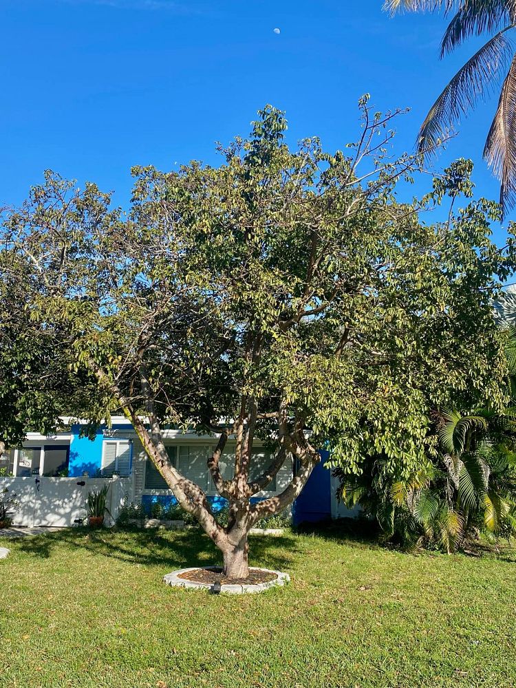 bursera-simaruba-gumbo-limbo