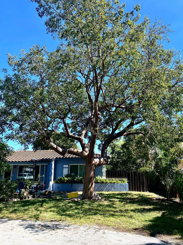bursera-simaruba-gumbo-limbo