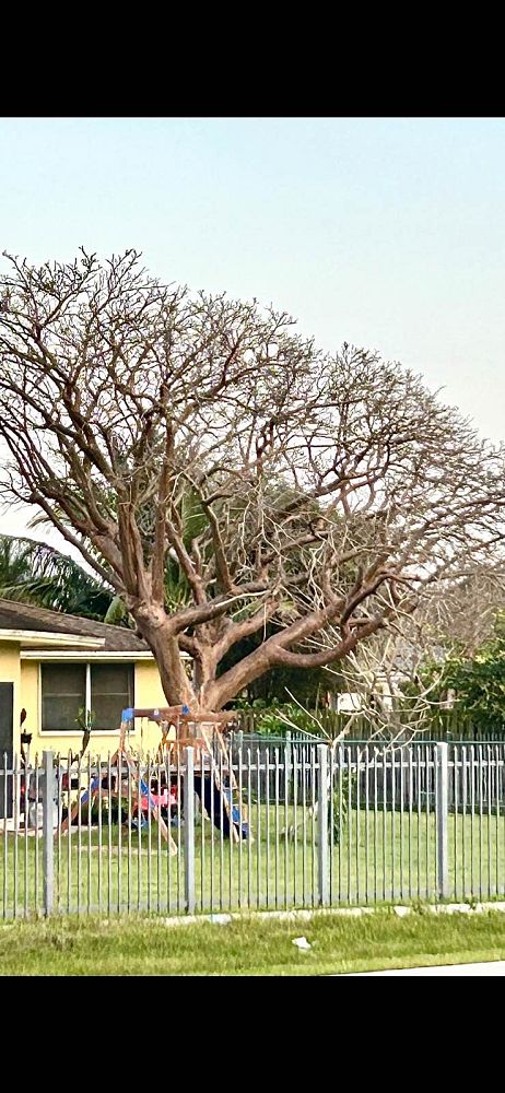 bursera-simaruba-gumbo-limbo