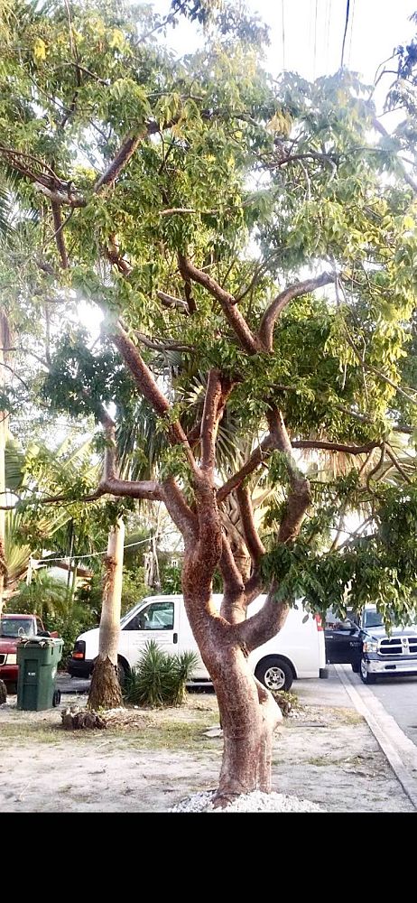 bursera-simaruba-gumbo-limbo