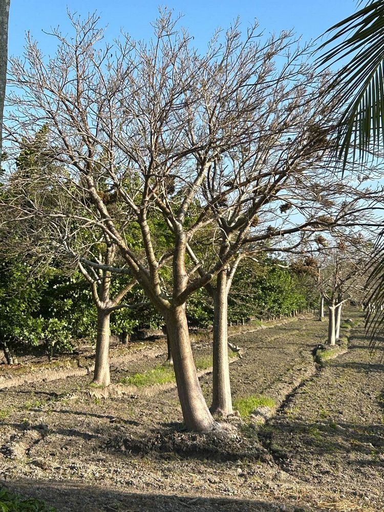 bursera-simaruba-gumbo-limbo