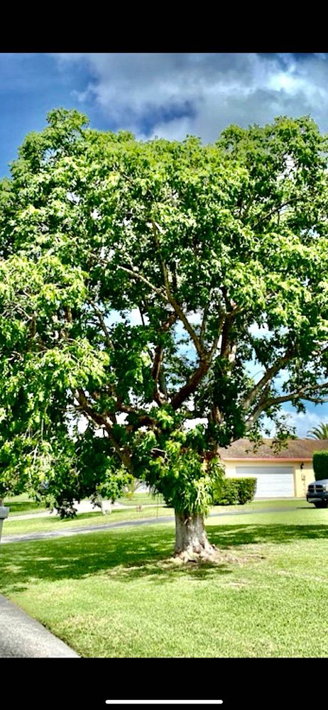 bursera-simaruba-gumbo-limbo