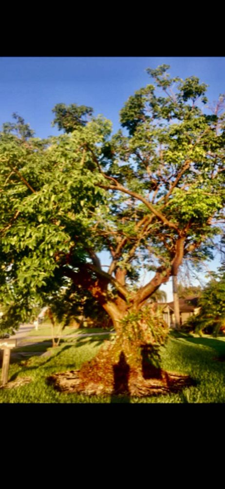 bursera-simaruba-gumbo-limbo