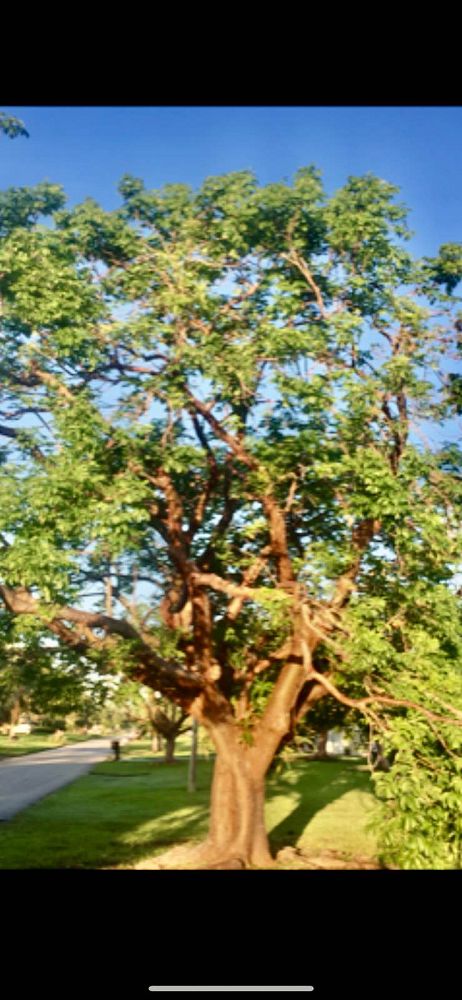 bursera-simaruba-gumbo-limbo
