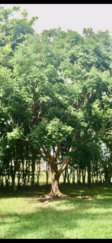 bursera-simaruba-gumbo-limbo