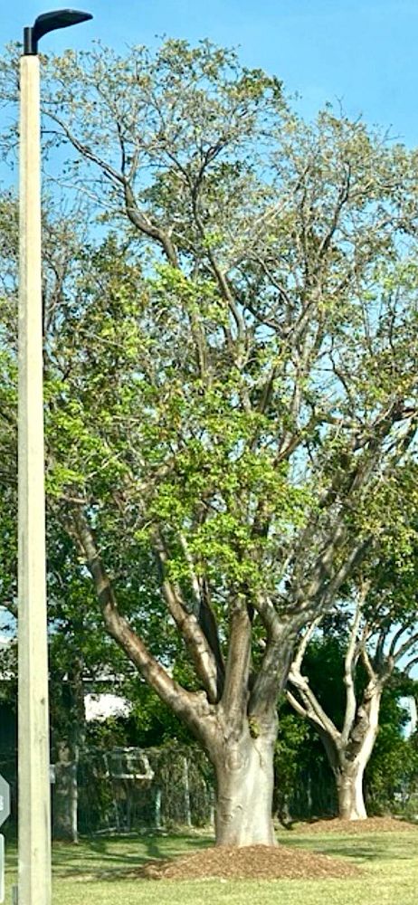 bursera-simaruba-gumbo-limbo