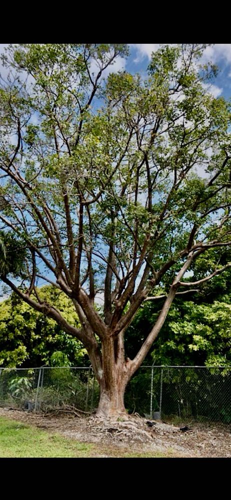 bursera-simaruba-gumbo-limbo