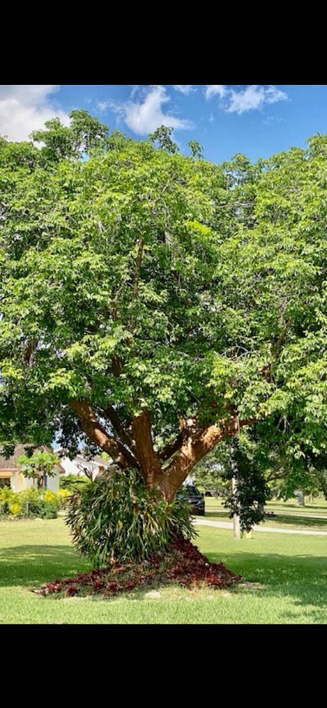 bursera-simaruba-gumbo-limbo