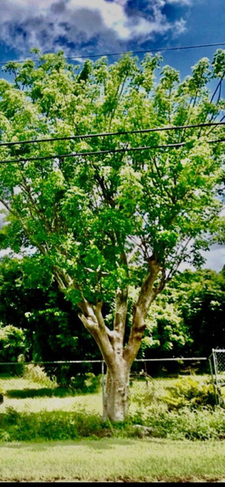 bursera-simaruba-gumbo-limbo