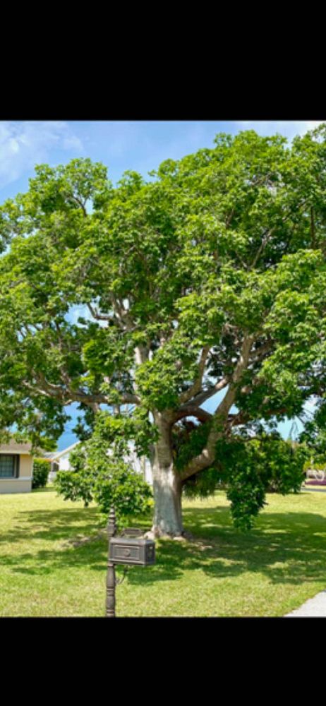 bursera-simaruba-gumbo-limbo