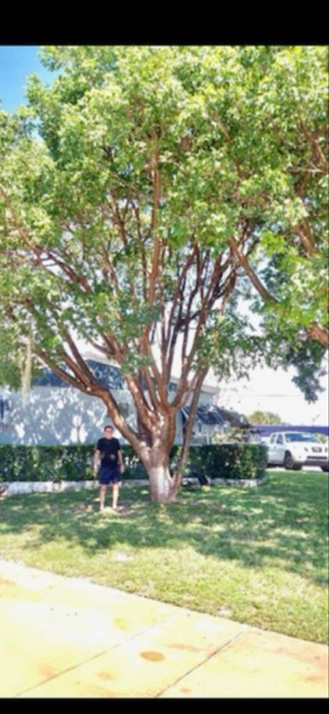 bursera-simaruba-gumbo-limbo