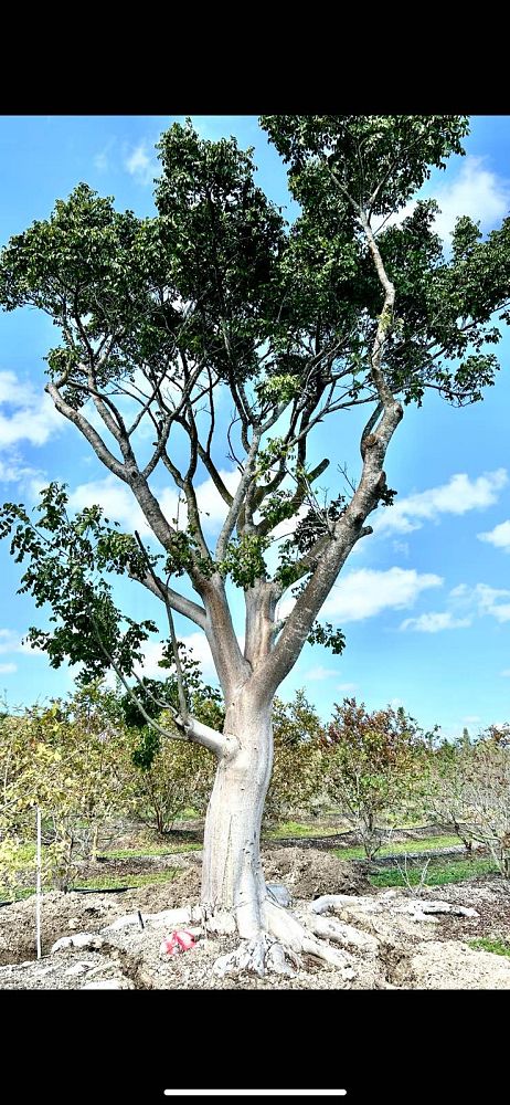 bursera-simaruba-gumbo-limbo