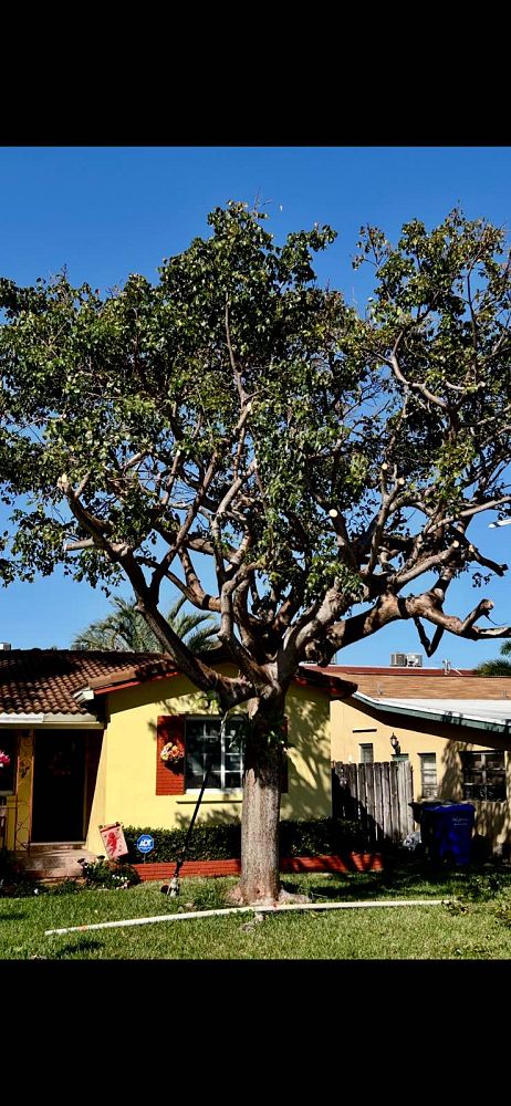 bursera-simaruba-gumbo-limbo