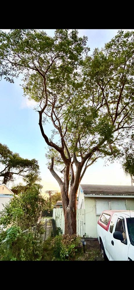 bursera-simaruba-gumbo-limbo