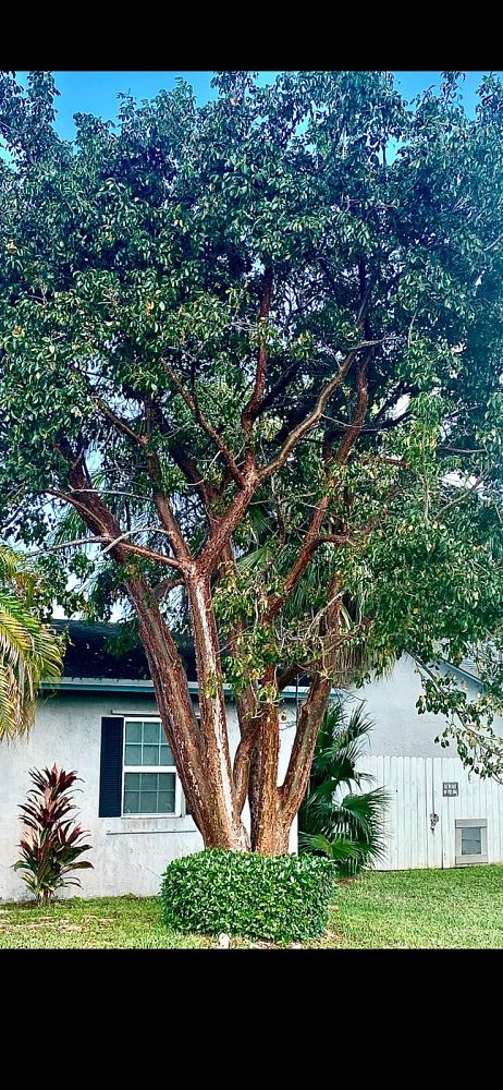 bursera-simaruba-gumbo-limbo