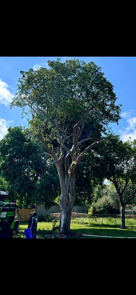 bursera-simaruba-gumbo-limbo