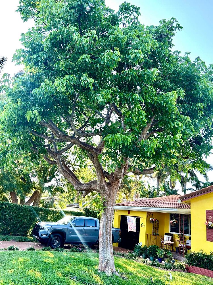 bursera-simaruba-gumbo-limbo