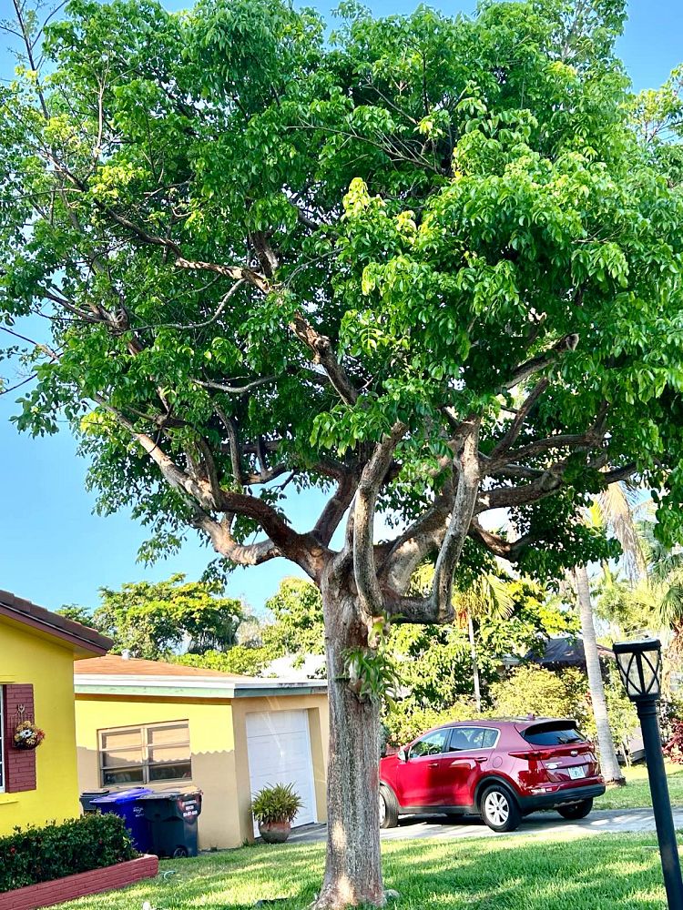 bursera-simaruba-gumbo-limbo