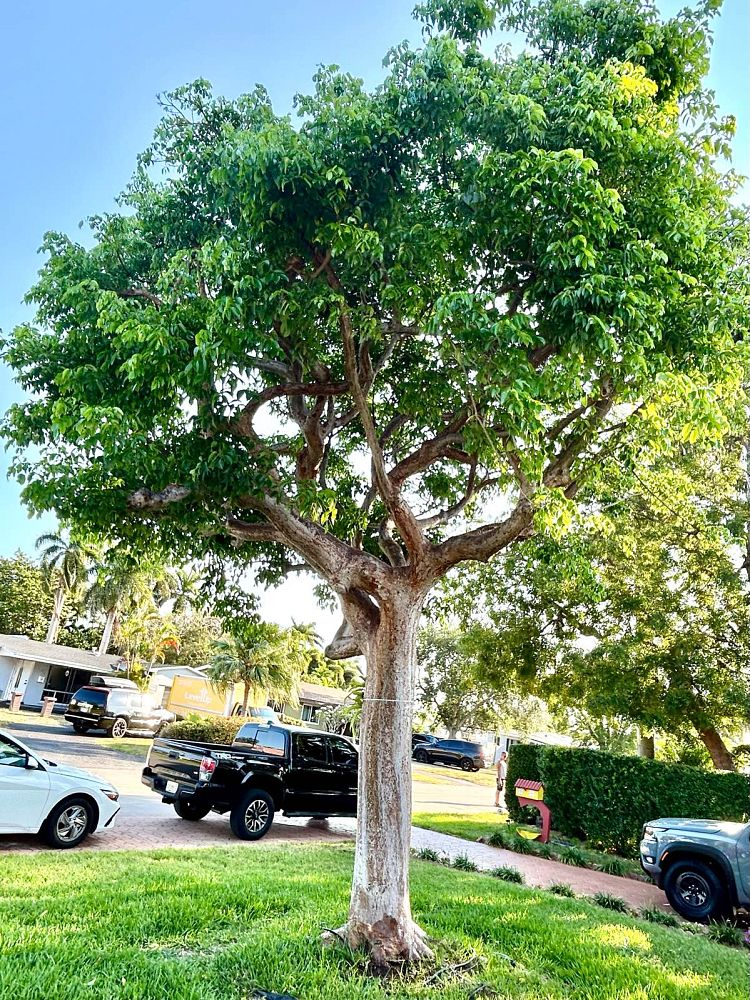 bursera-simaruba-gumbo-limbo