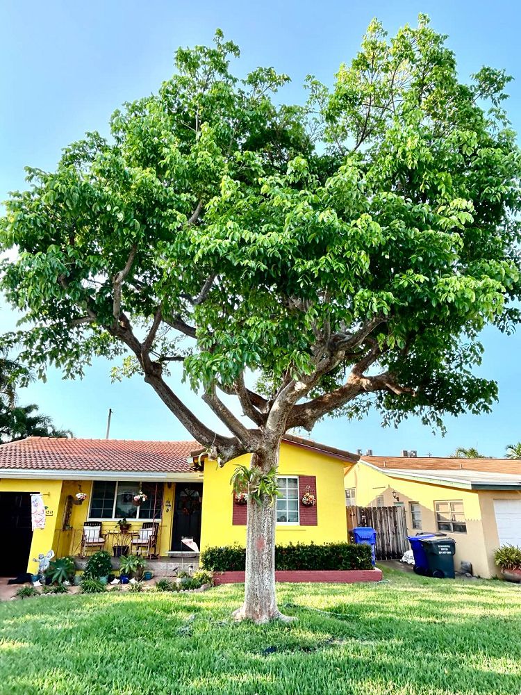 bursera-simaruba-gumbo-limbo