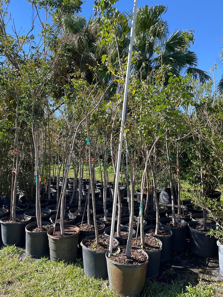 bursera-simaruba-gumbo-limbo