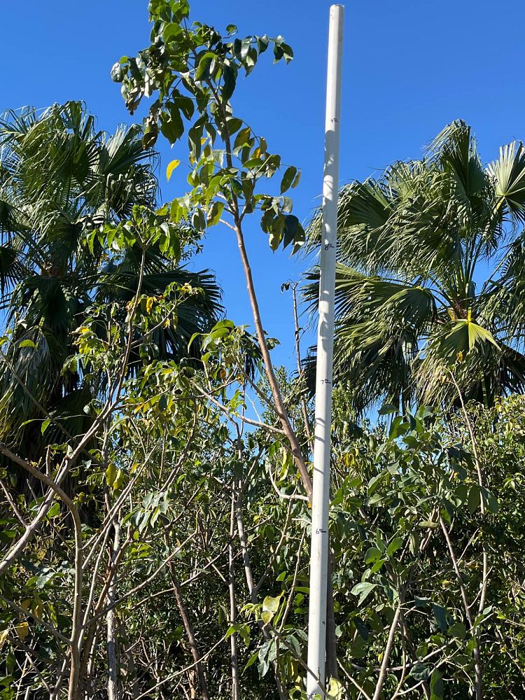 bursera-simaruba-gumbo-limbo