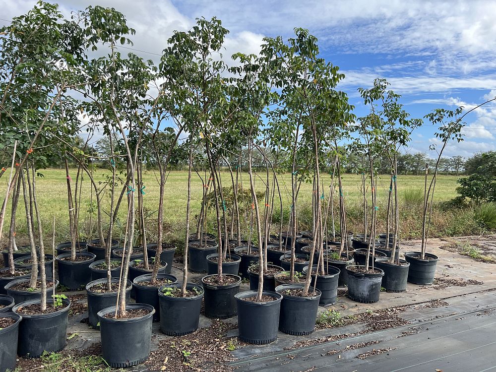 bursera-simaruba-gumbo-limbo