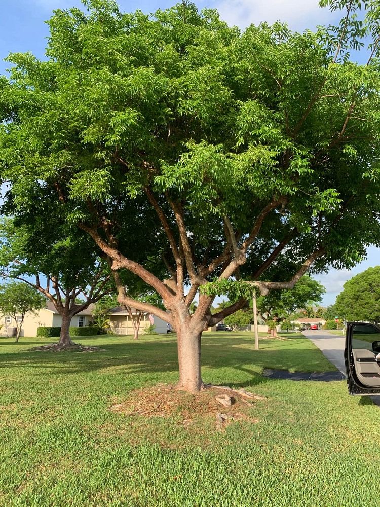 bursera-simaruba-gumbo-limbo