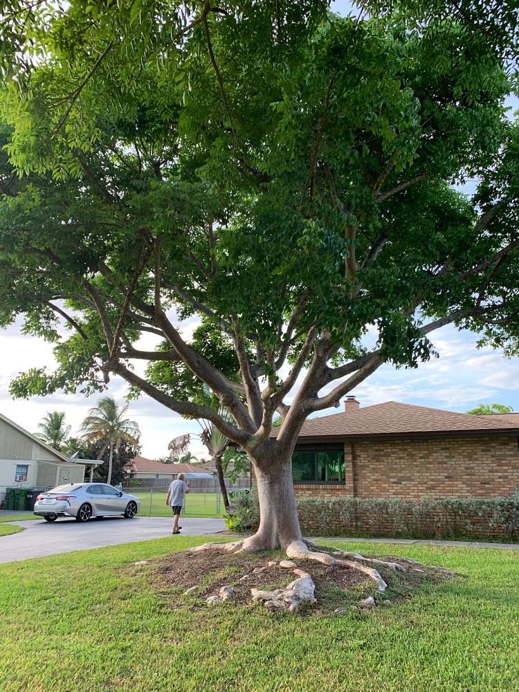 bursera-simaruba-gumbo-limbo