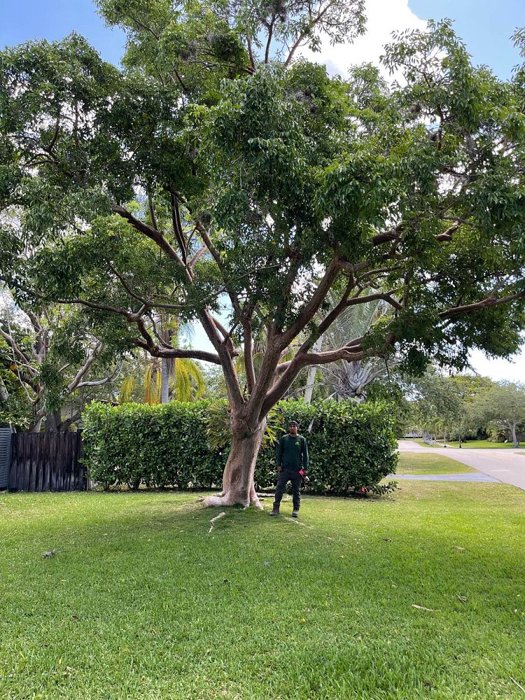 bursera-simaruba-gumbo-limbo