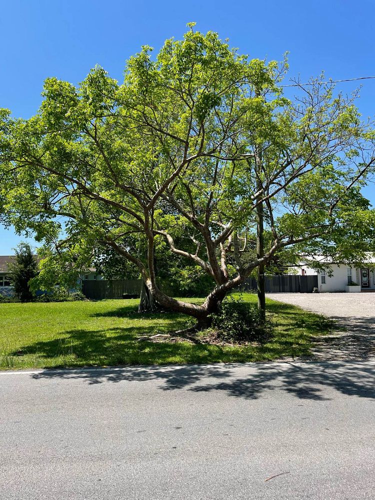 bursera-simaruba-gumbo-limbo