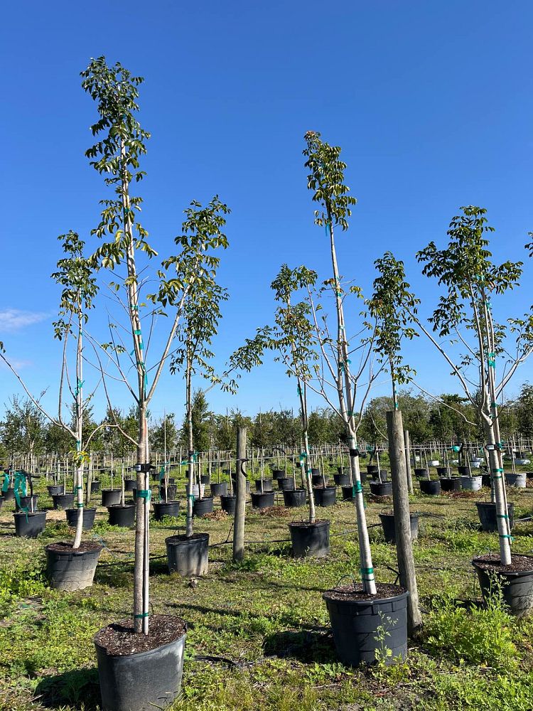 bursera-simaruba-gumbo-limbo