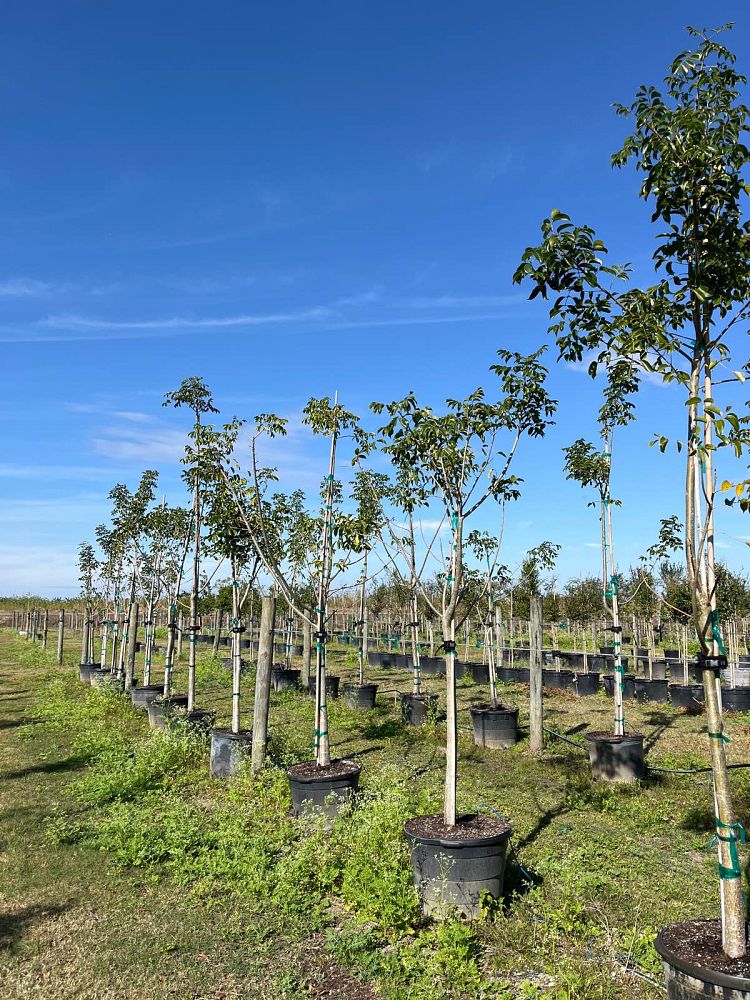 bursera-simaruba-gumbo-limbo
