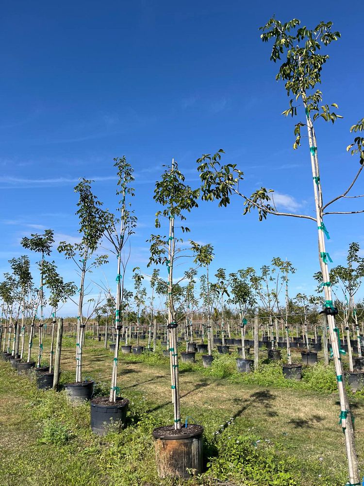 bursera-simaruba-gumbo-limbo