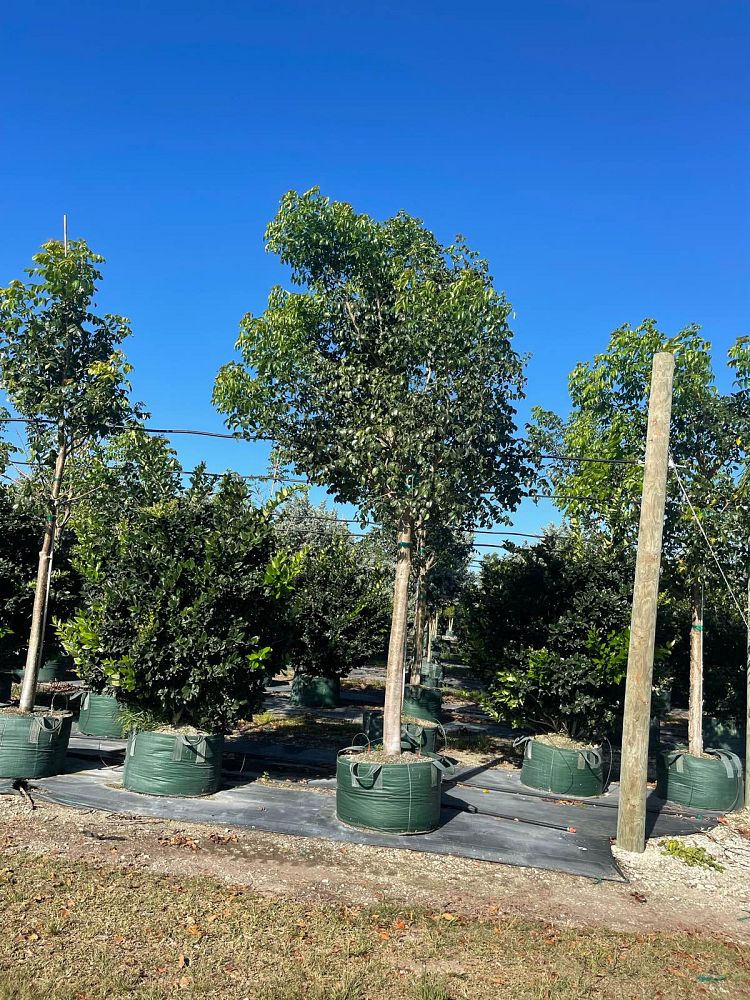 bursera-simaruba-gumbo-limbo