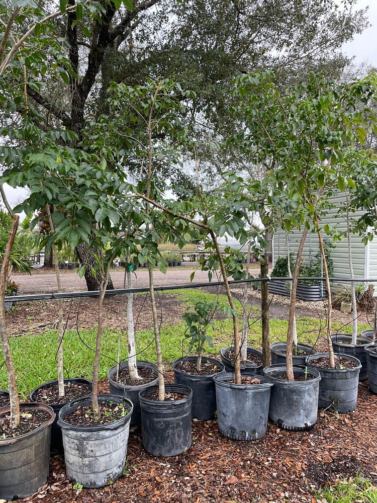 bursera-simaruba-gumbo-limbo