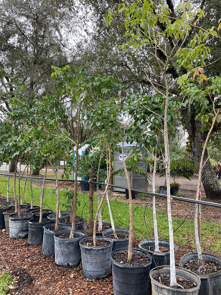 bursera-simaruba-gumbo-limbo