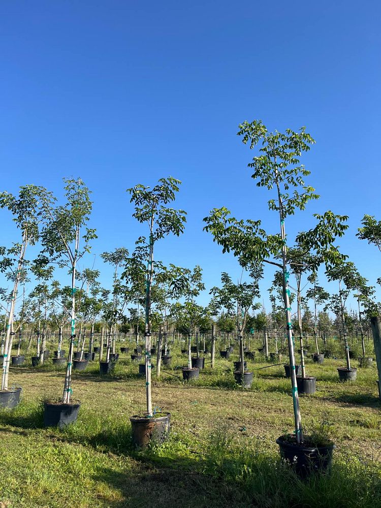 bursera-simaruba-gumbo-limbo