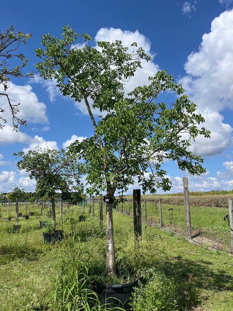 bursera-simaruba-gumbo-limbo