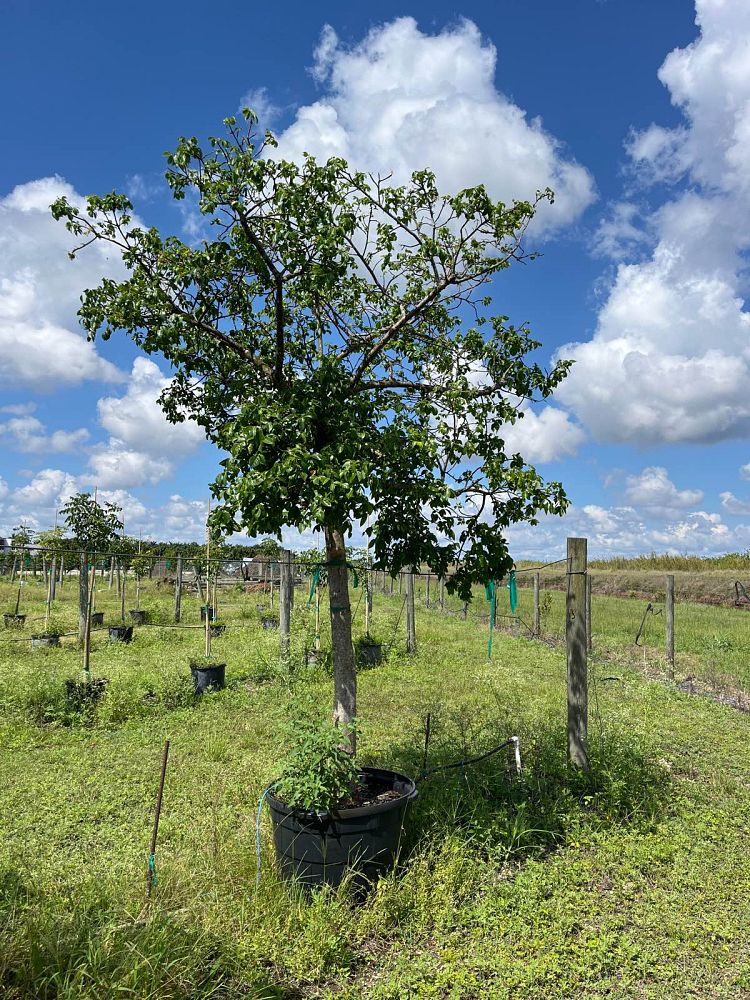 bursera-simaruba-gumbo-limbo