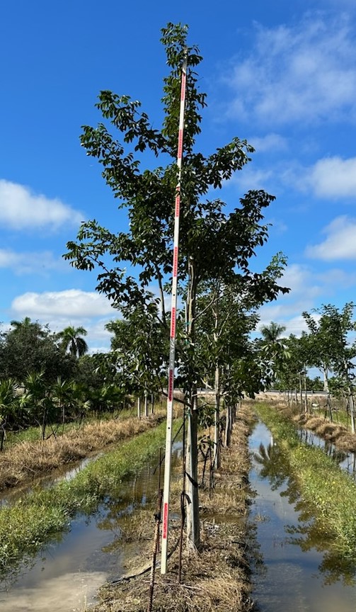 bursera-simaruba-gumbo-limbo